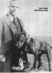 pitbull tudor black jack|earl tudor blue dog.